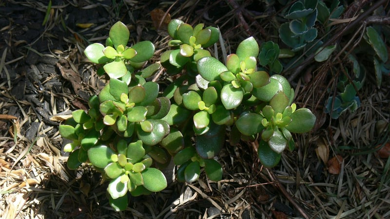Jade Plant